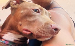 American Bull Staffy dogs for sale: Rio - a beautiful caramel coloured girl.  - Image 1