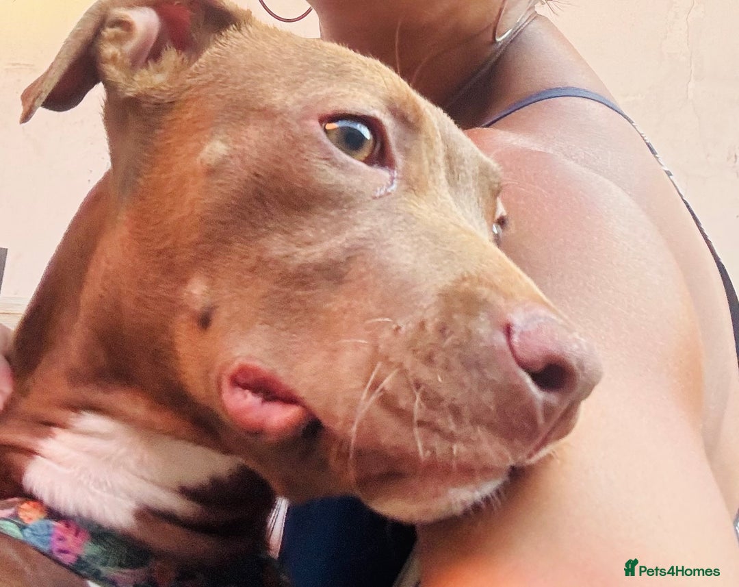American Bull Staffy dogs for sale: Rio - a beautiful caramel coloured girl.  - Image 1