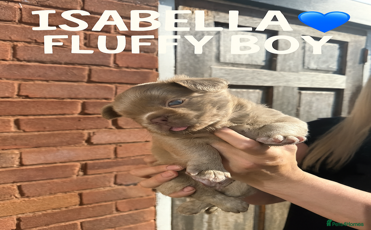 French Bulldog dogs - Advert 10
