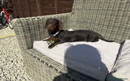Miniature Dachshund dogs for sale: Miniature daschund male  - Image 3