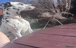 Dalmatian dogs for sale: Gorgeous Dalmatian girl  - Image 2