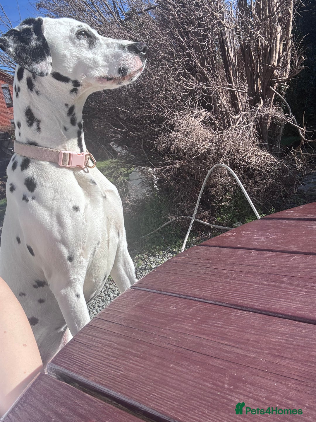 Dalmatian dogs for sale: Gorgeous Dalmatian girl  - Image 2