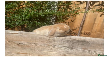Mini Lop rabbits - Advert 4