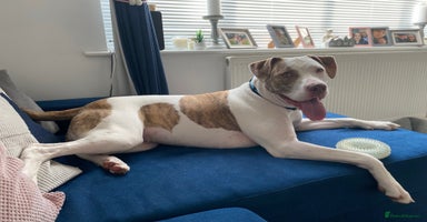 American Bulldog dogs - Advert 3