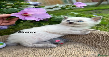 Ragdoll cats - Advert 15