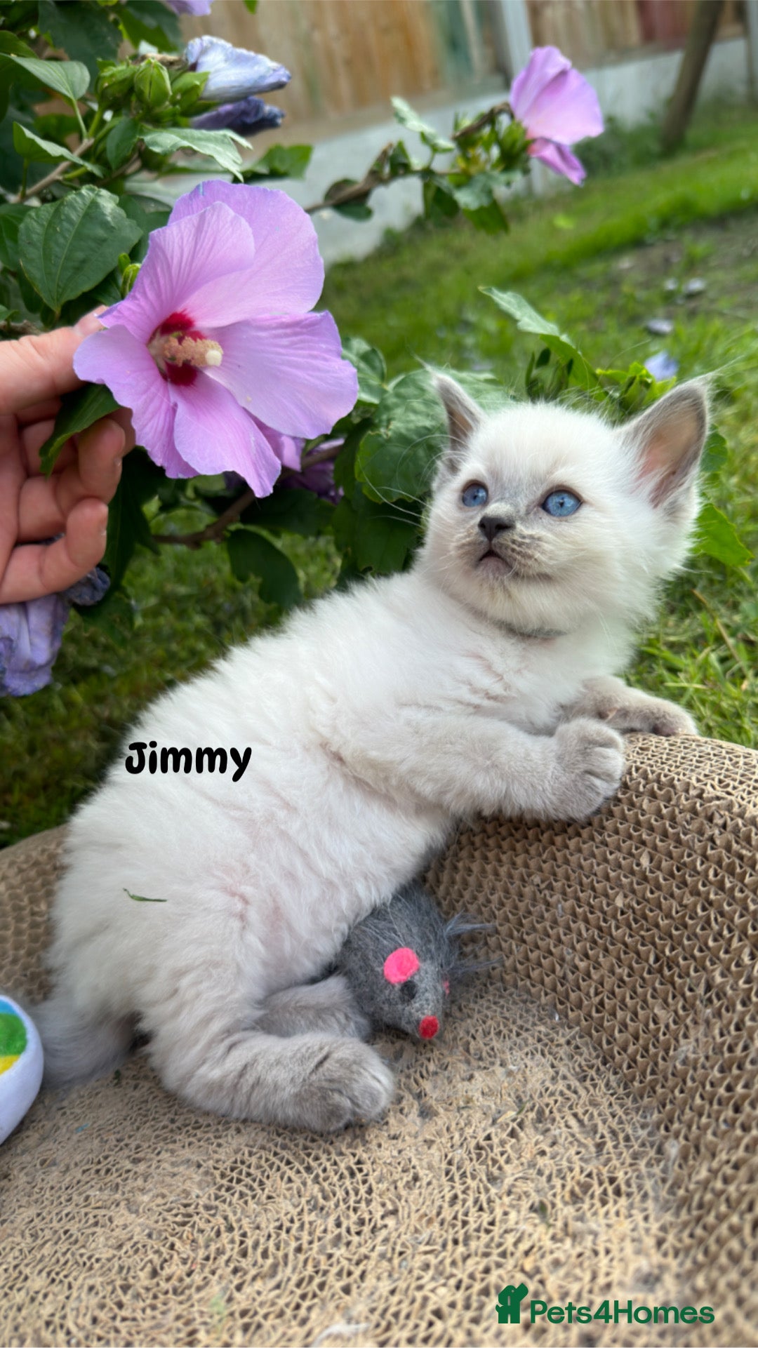 Ragdoll cats for sale: Pure breed ragdolls . Ready to leave SOON  - Image 8