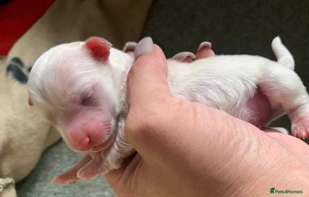 Bichon Frise dogs for stud: Bichon Frise *for stud only* in Hoddesdon - Advert 5