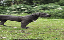 Cane Corso dogs for sale: Friendly Grey Cane Corso | Family Dog | Good Boy - Advert 1