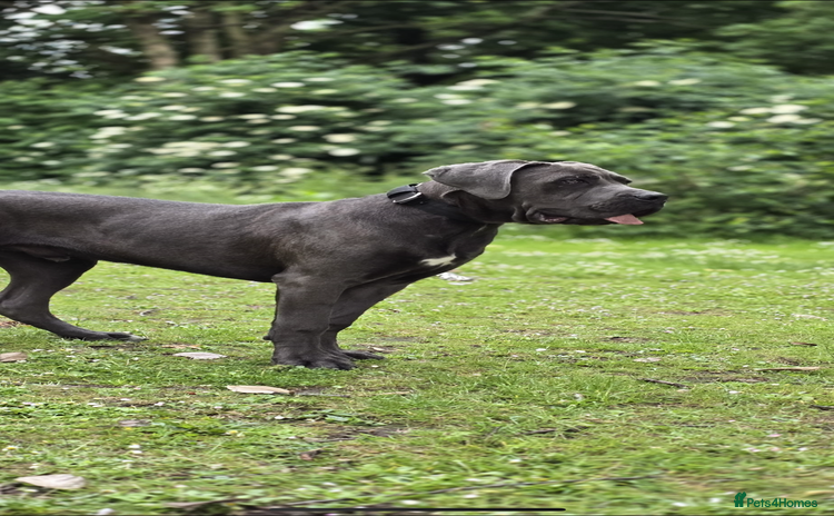 Cane Corso dogs Friendly Grey Cane Corso | Family Dog | Good Boy - Advert 1