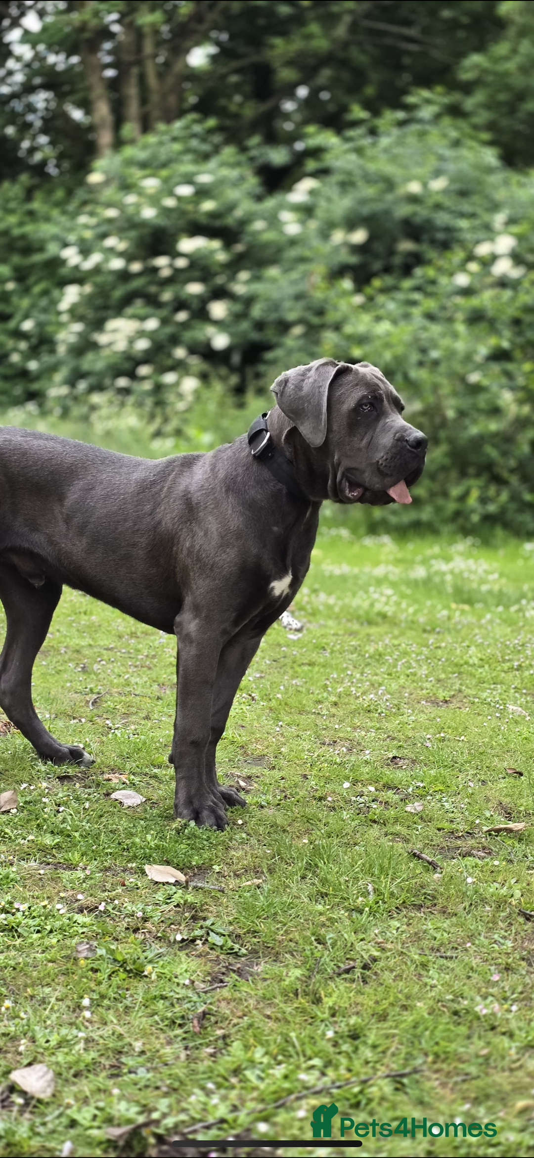 Cane Corso dogs for sale: Friendly Grey Cane Corso | Family Dog | Good Boy - Advert 1