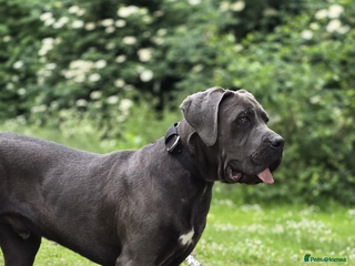 Cane Corso dogs Friendly Grey Cane Corso | Family Dog | Good Boy - Advert 21