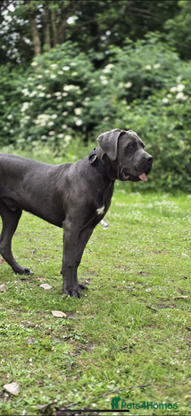 Cane Corso dogs Friendly Grey Cane Corso | Family Dog | Good Boy - Advert 1
