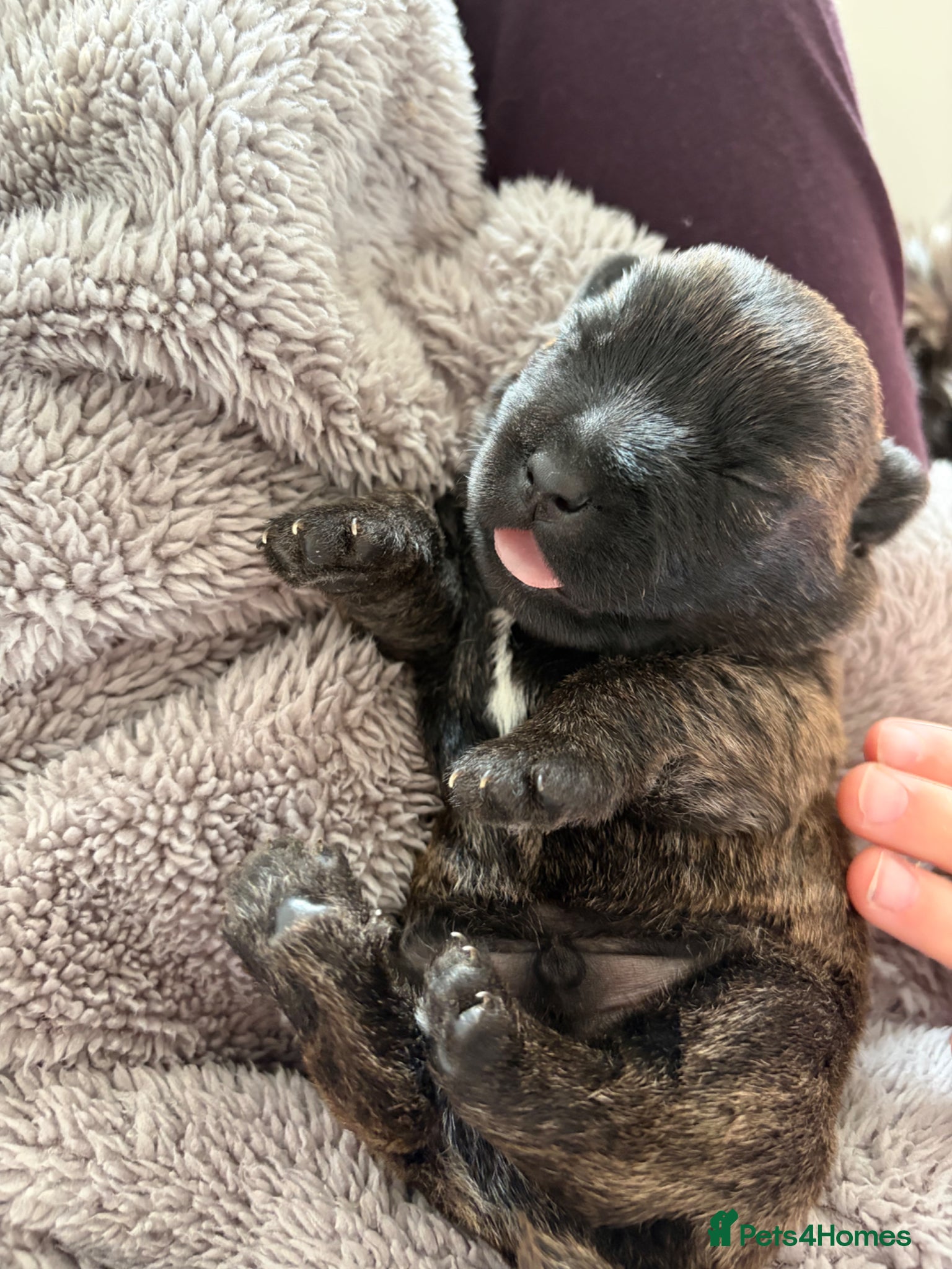 Cairn Terrier dogs for sale: Cairn Terrier Puppies in Doncaster - Advert 4