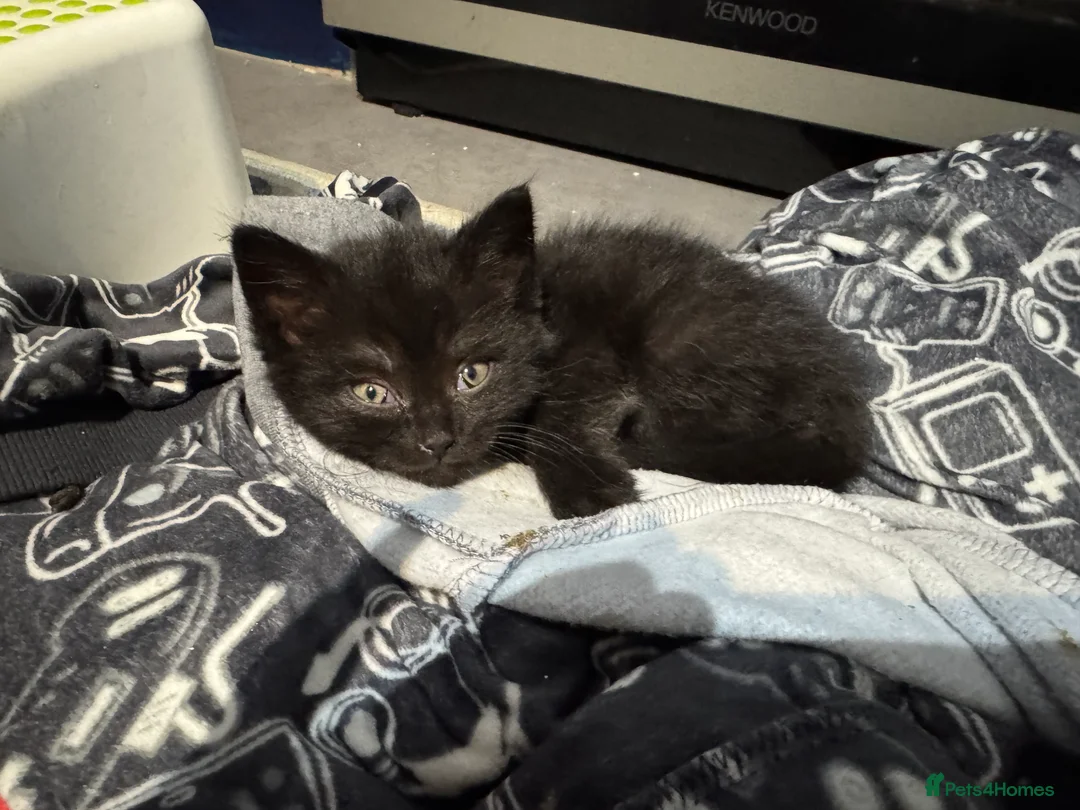 British Shorthair cats for sale: Purebred British Shorthair ONLY 1 LEFT! - Advert 4