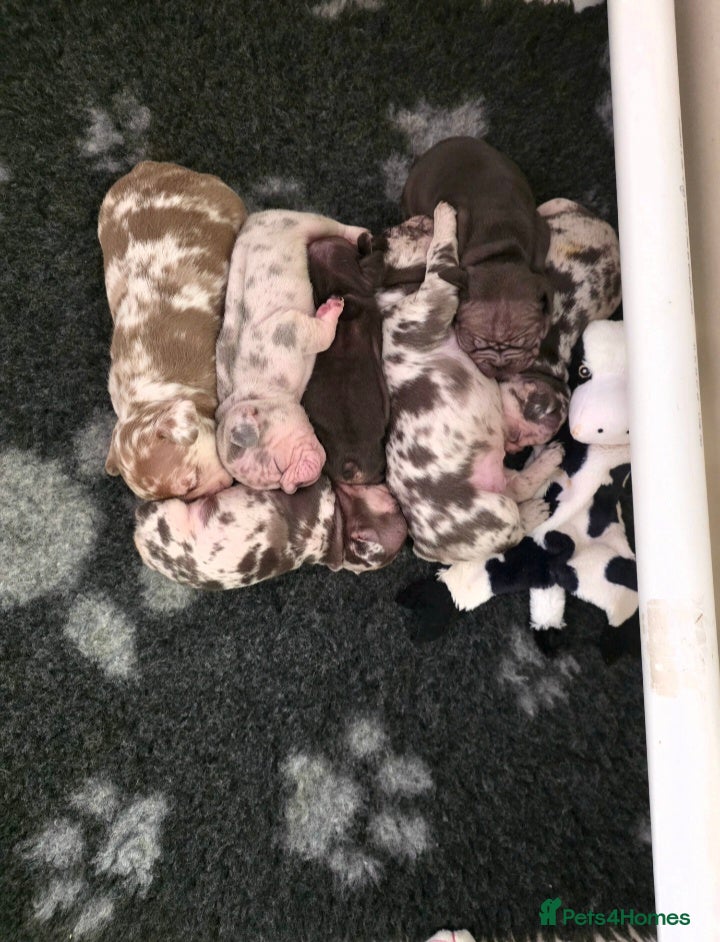 French Bulldog dogs 💥 Velvet Coats and New Shade french Bulldogs 💥 - Advert 1