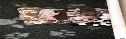 French Bulldog dogs for sale: 💥 Velvet Coats and New Shade french Bulldogs 💥 - Advert 4