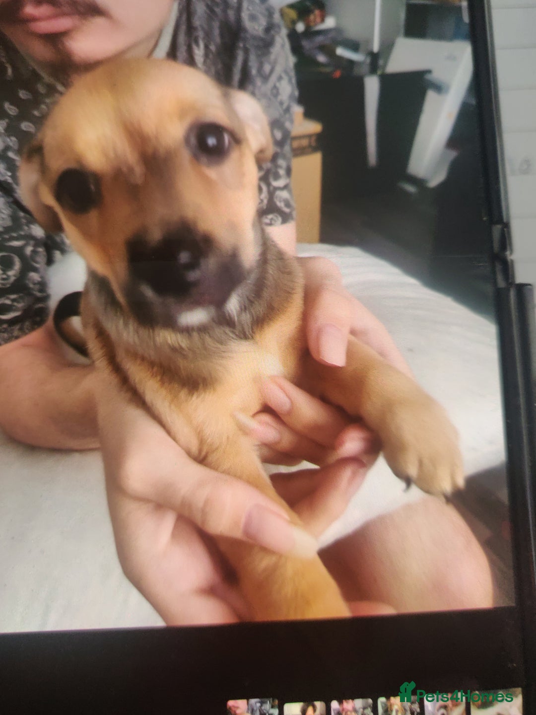 Mixed Breed dogs for sale: Puppies - Advert 7