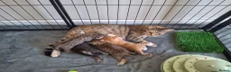Mixed Breed cats for sale: Bengamese mix litter - Advert 21