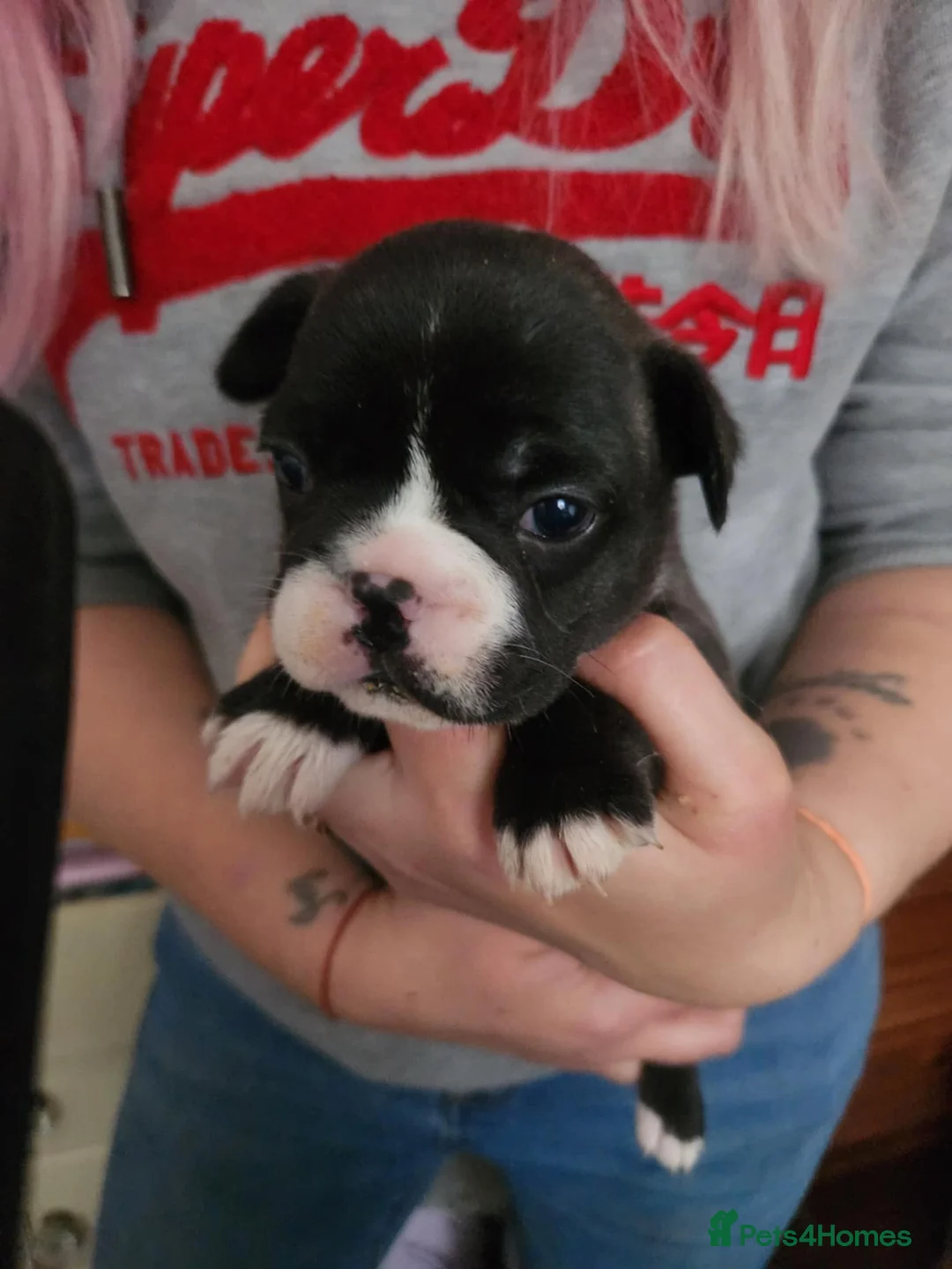 French Bulldog dogs for sale: Frenchie puppies - Advert 15