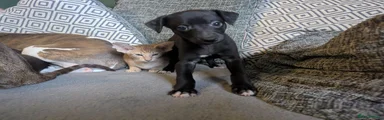 Whippet 1
