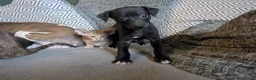 Whippet dogs for sale: Super friendly KC registered whippet pups - Advert 13