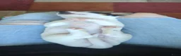Jack Russell dogs for sale: Stunning jack Russell puppies - Advert 11