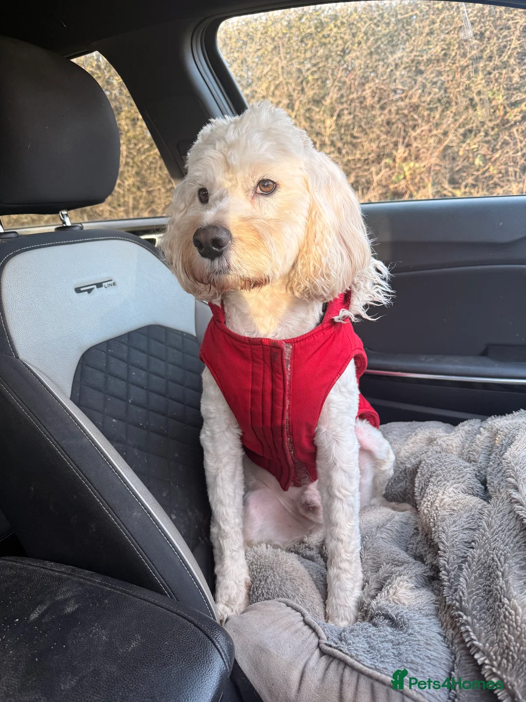 Cockapoo dogs for stud: Buddie F1 cockapoo stud  - Advert 2