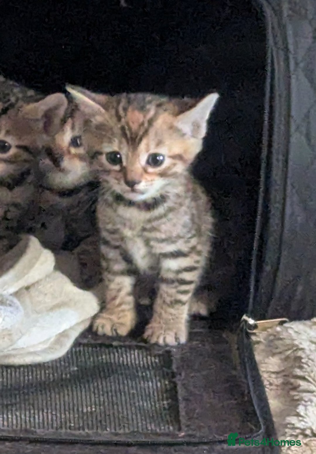 Mixed Breed cats for sale: Gingal kittens (Ginger x Bengal) last 1 available  - Image 15