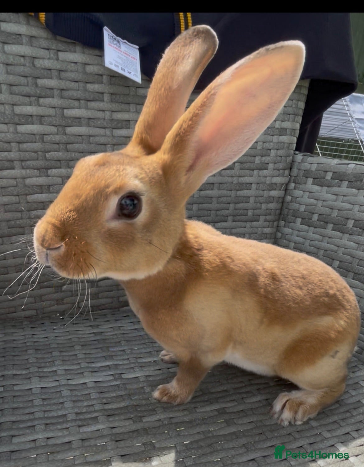 Rex rabbits Pure bred mini Rex 🐰  - Advert 7
