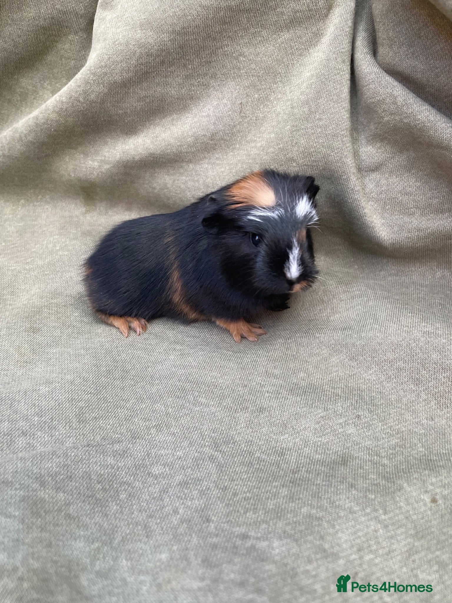 Guinea Pig rodents Beautiful Baby guinea pigs  - Advert 1