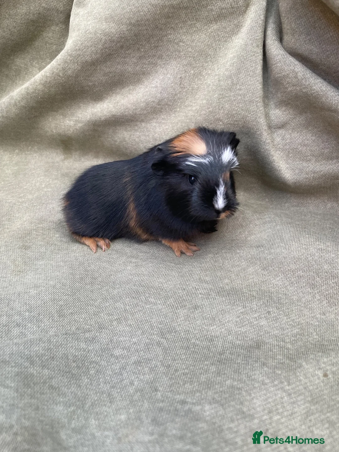 Guinea Pig rodents for sale: Beautiful Baby guinea pigs  - Advert 1