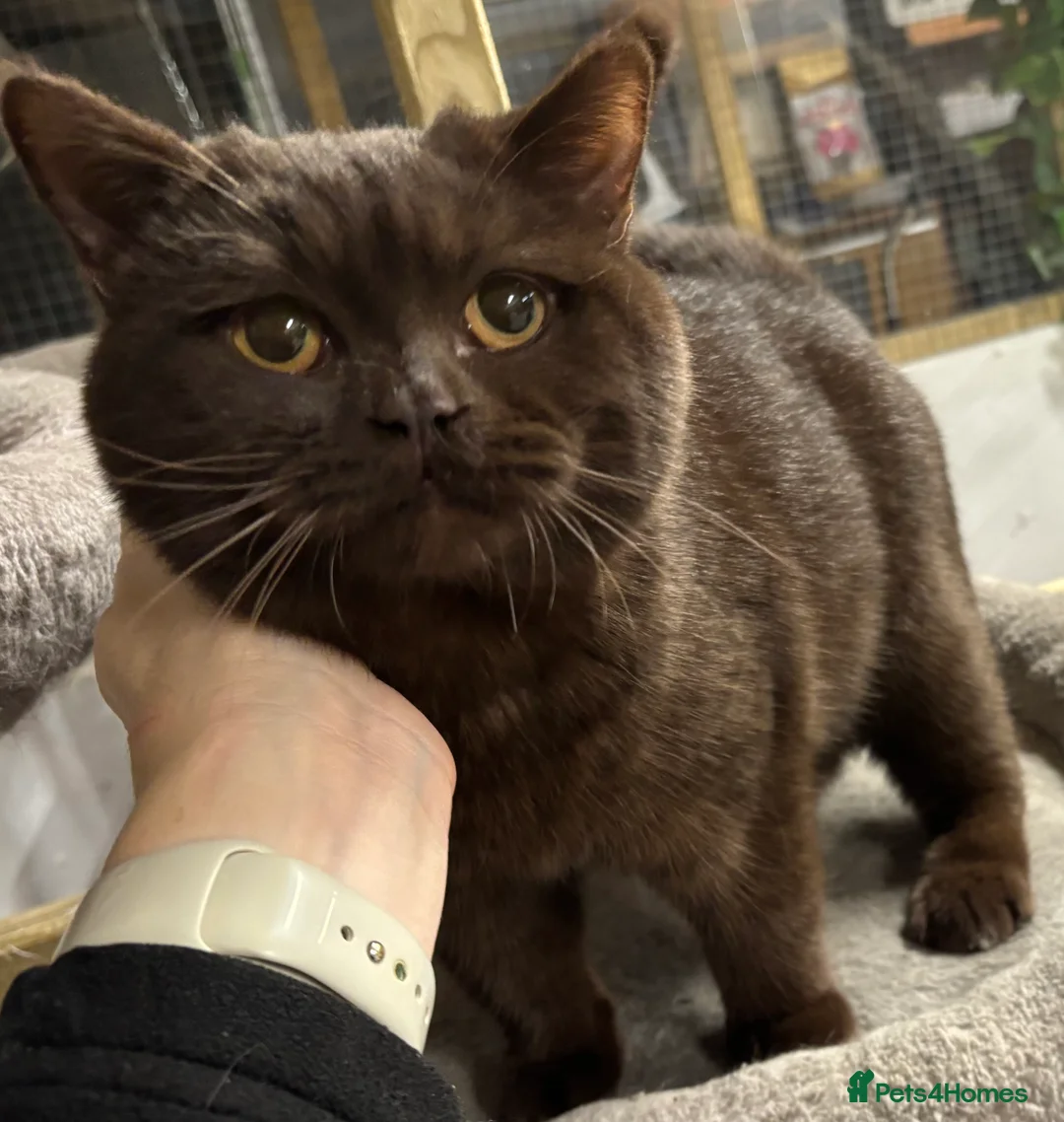 British Shorthair cats for stud: Gorgeous GCCF/TICA Chocolate Male for STUD ONLY  - Advert 2