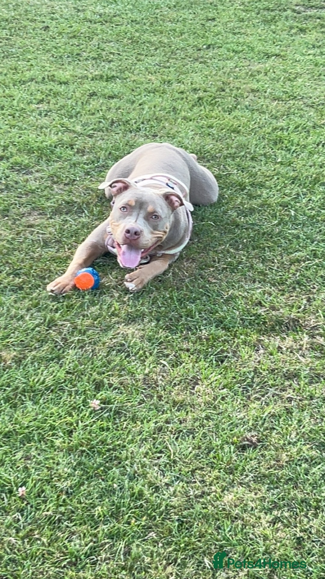 Mixed Breed dogs for sale: My name is Nova.    please adopt me  - Advert 4