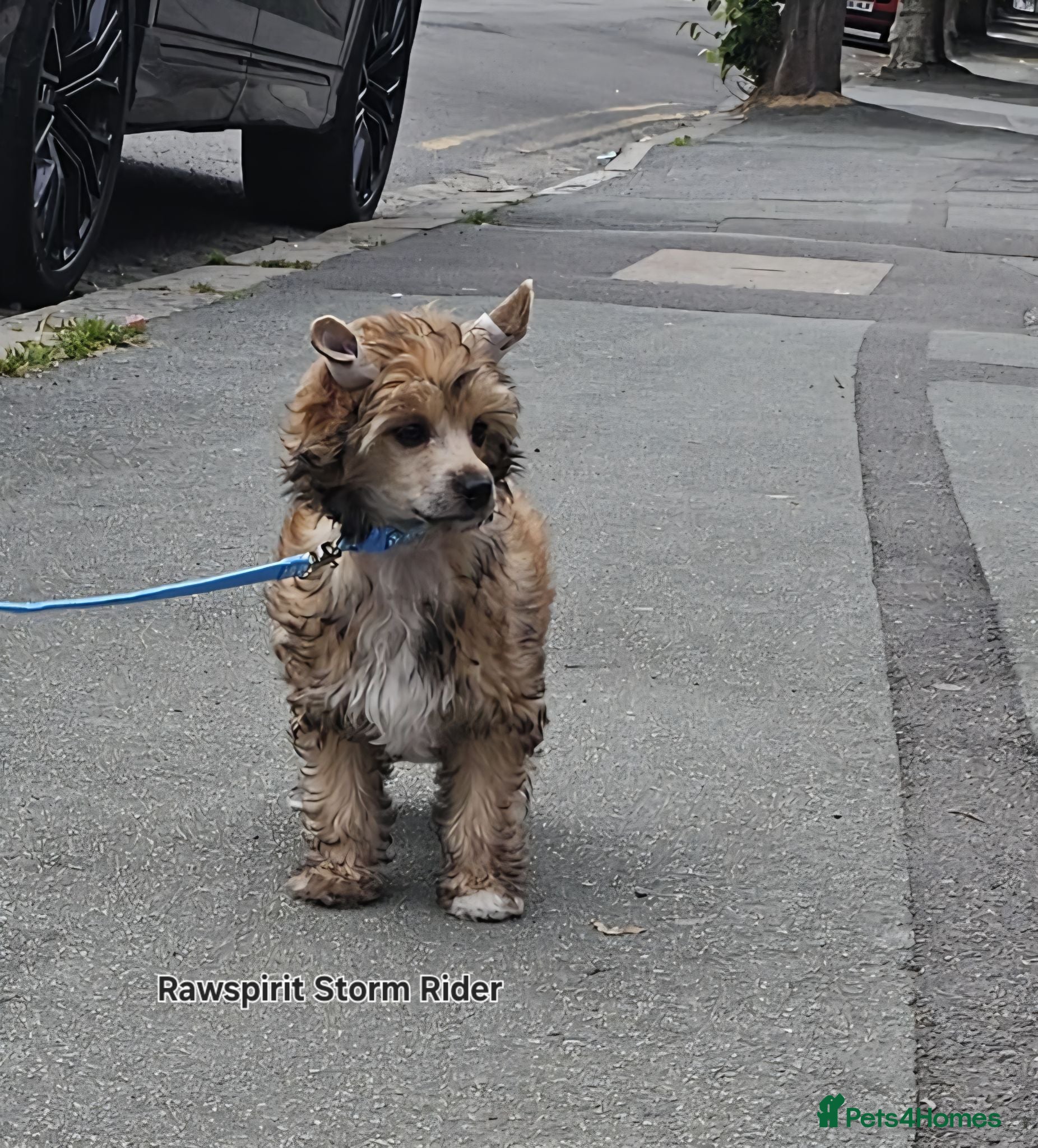 Chinese Crested dogs Boy£1100 girl £1500 ready now all paperwork done  - Advert 1
