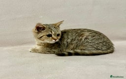 British Shorthair cats for sale: Charming pure BSH kitten - Image 13