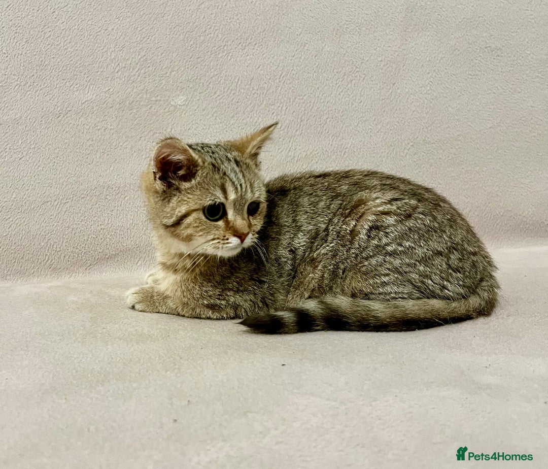 British Shorthair cats for sale: Charming pure BSH kitten - Image 13