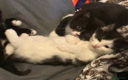 Mixed Breed cats for sale: Adorable Kittens, super cute!  - Image 12