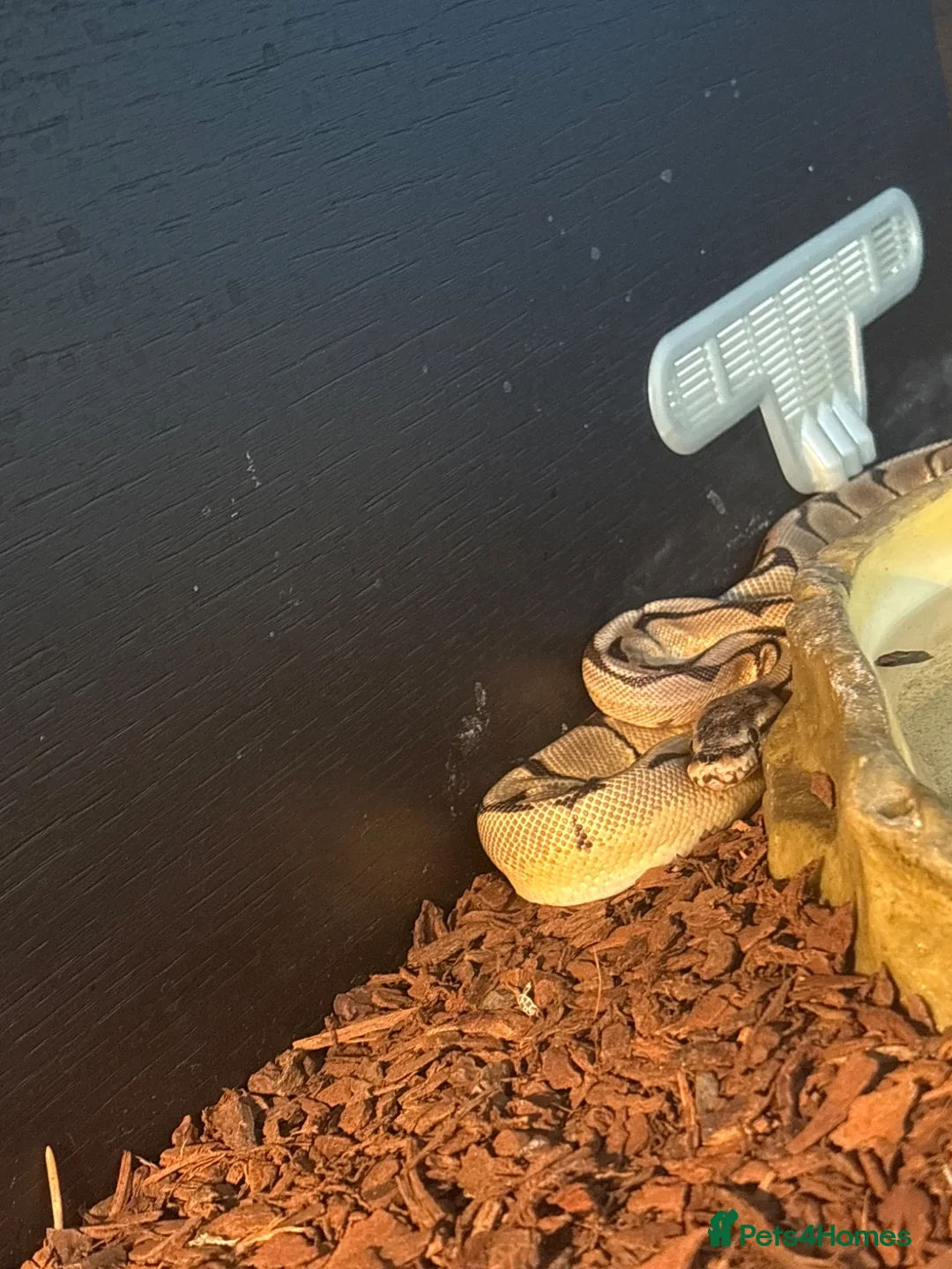 Python Snake reptiles for sale: Royal python  in Felixstowe - Advert 2