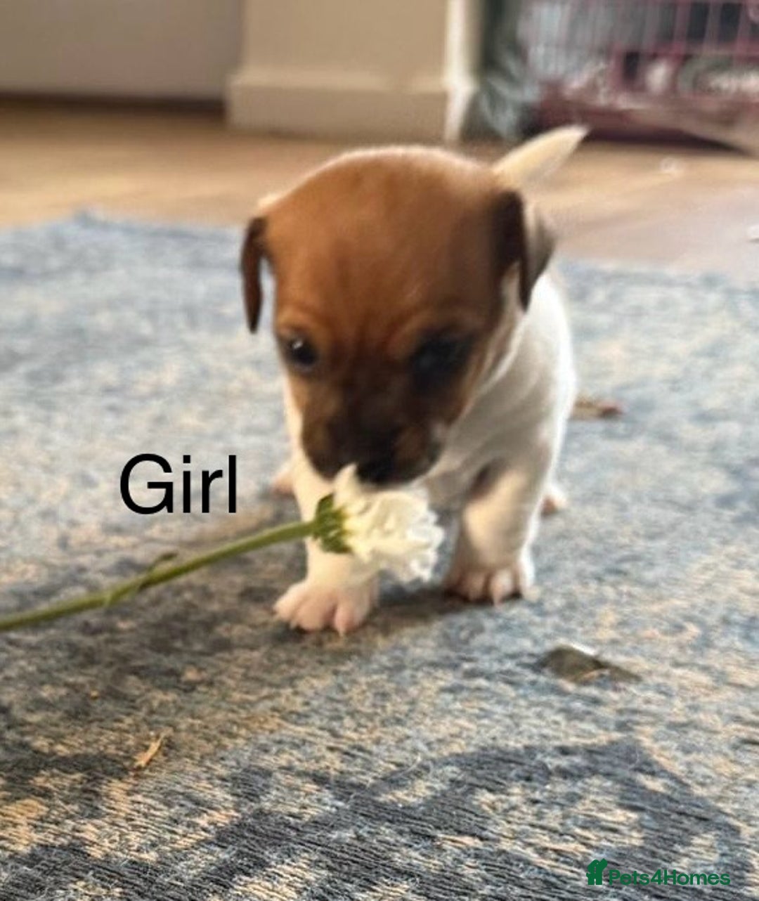 Jack Russell dogs for sale: Jack Russel Pups Short Legged - Image 3