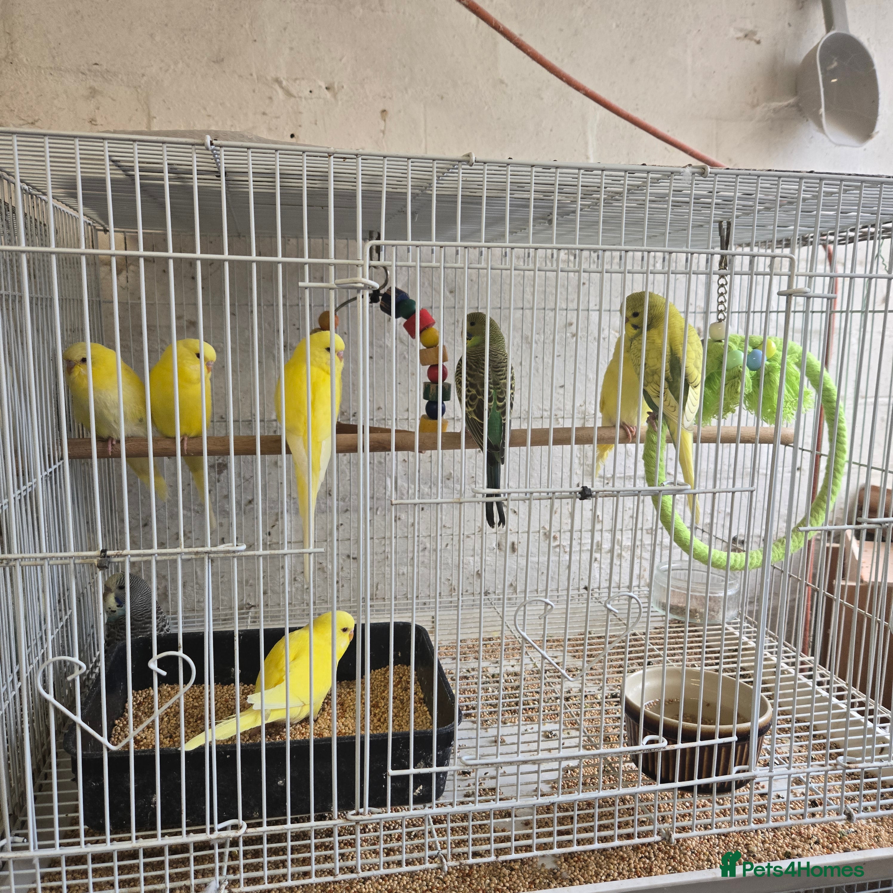 Budgerigars birds Adult and baby budgies  - Advert 8