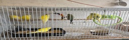 Budgerigars birds for sale: Adult and baby budgies  - Advert 1