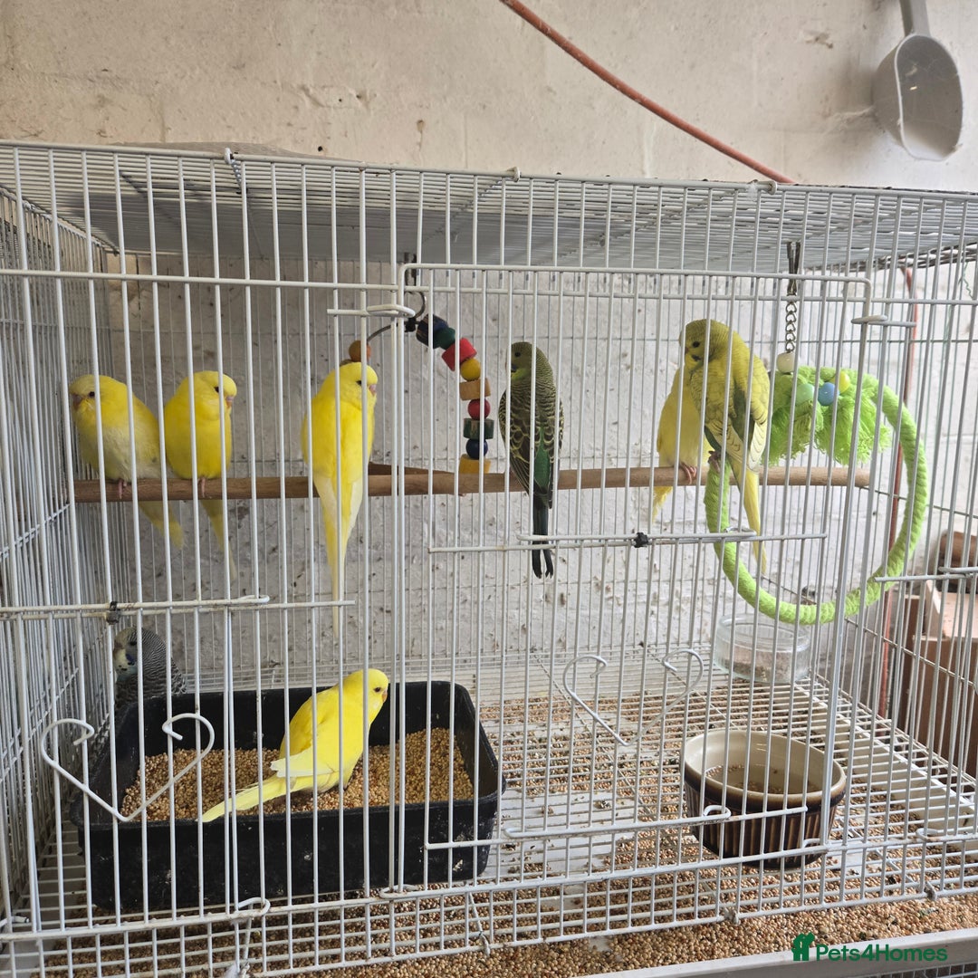 Budgerigars birds for sale: Adult ans baby budgies  - Advert 1