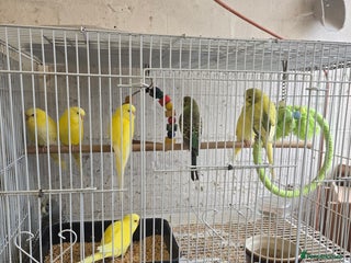 Budgerigars birds Adult ans baby budgies - Advert 1