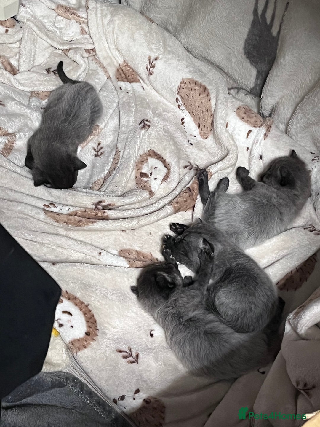 Mixed Breed cats for sale: 4 beautiful grey kittens getting darker  - Image 9