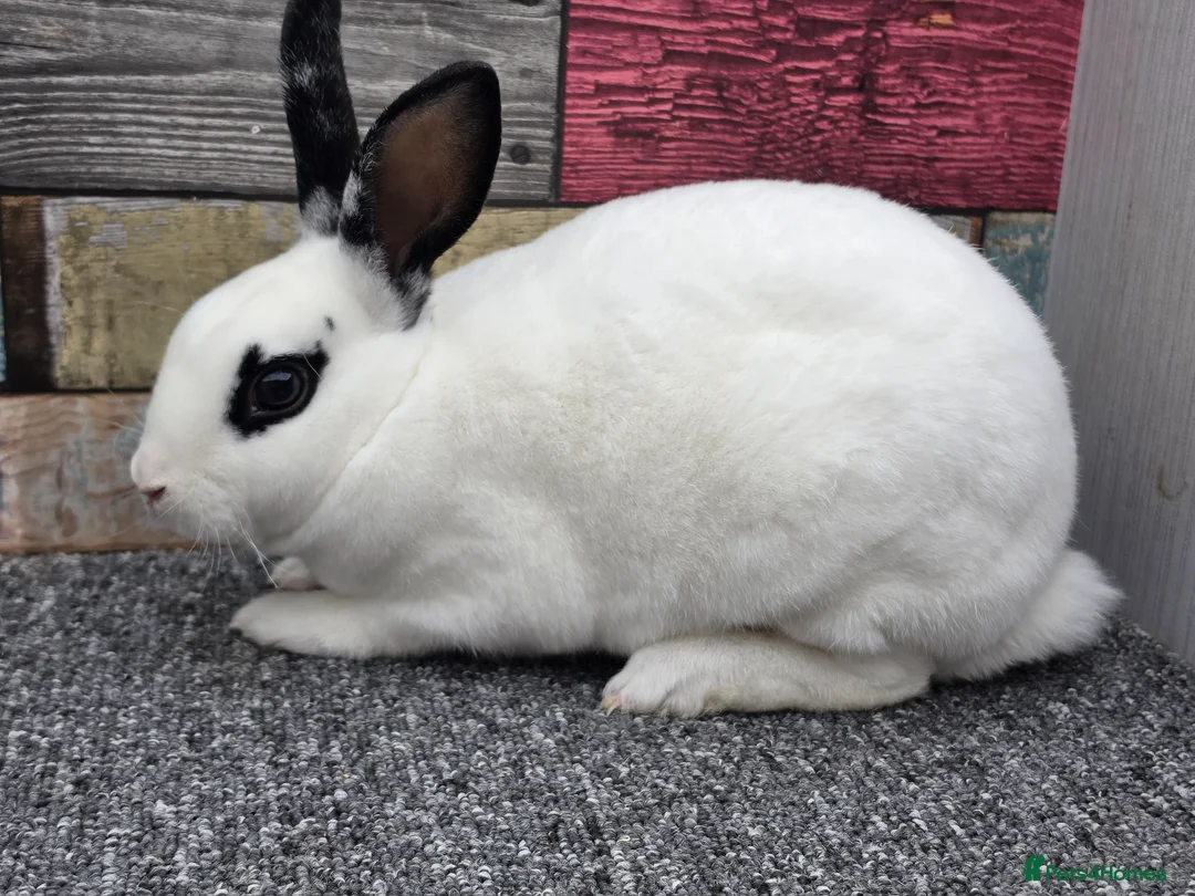 Rex rabbits for sale: Mini rex bucks ready now - Advert 2