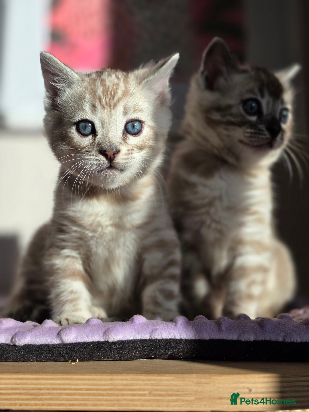 Bengal cats for sale: ❄️ Gorgeous Snow and Charcoal Bengals ❄️  - Advert 1