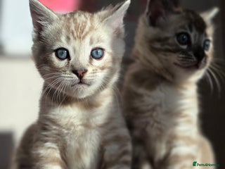 Bengal cats ❄️ Gorgeous Snow and Charcoal Bengals ❄️ - Advert 1