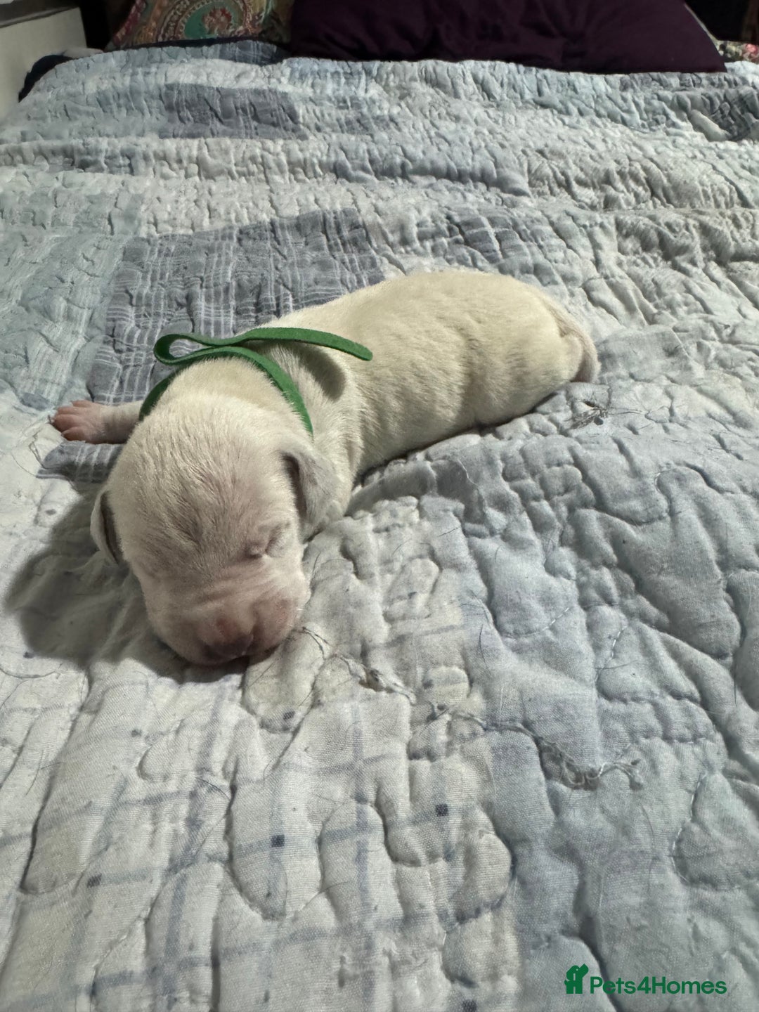 Dalmatian dogs for sale: KC Registered Dalmatian pups! - Advert 20