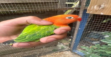 Lovebirds birds - Advert 14