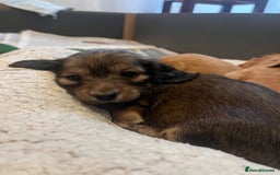 Miniature Dachshund dogs for sale: Red & Shaded Cream! KC Mini Long Haired Dachshunds - Image 10
